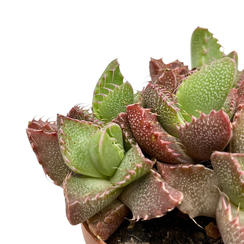Faucaria Tigrina Cactus Y Suculentas M8,5 Ø - Image 3