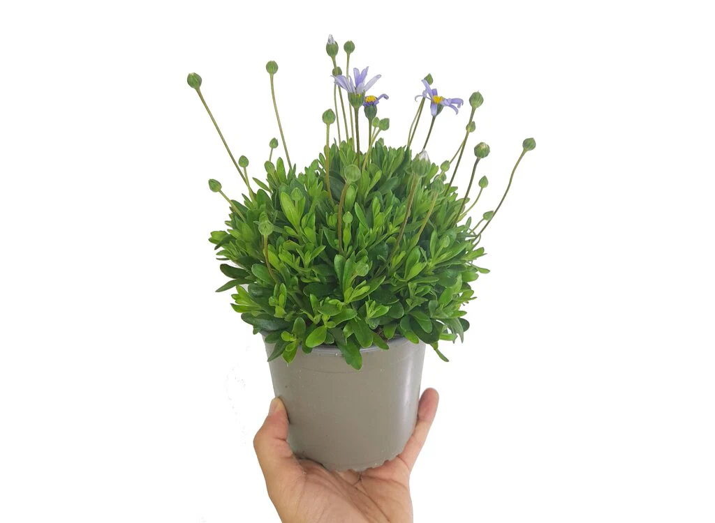 Felicia Amelloides M13 (margarita Azul)