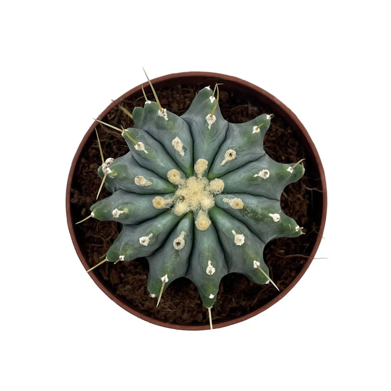 Ferocactus Glaucescens Inermis Cactus Y Suculentas M8,5 cm Ø - Image 2