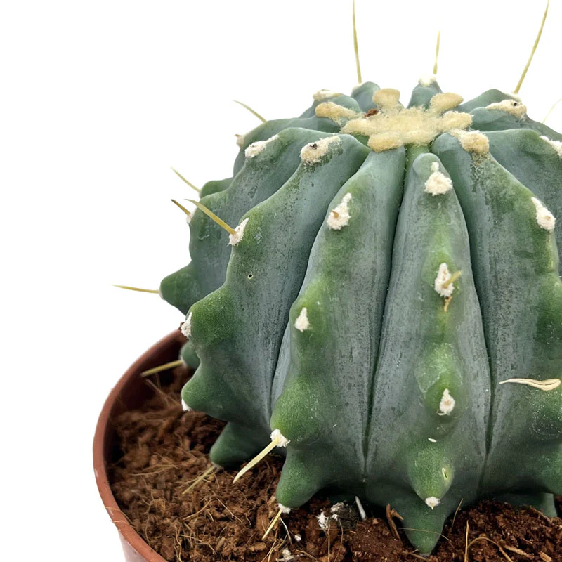 Ferocactus Glaucescens Inermis Cactus Y Suculentas M8,5 cm Ø - Image 3