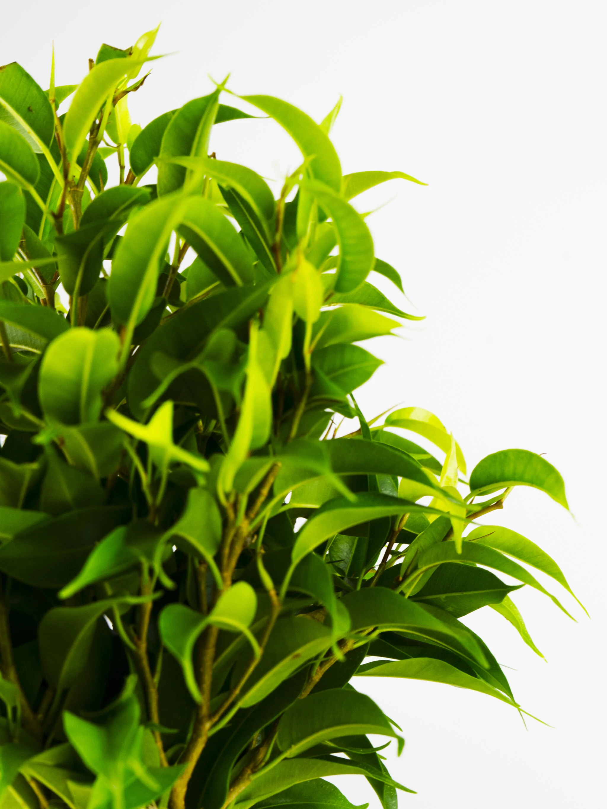 Ficus Benjamina | Altura 30cm - Diámetro 12cm - Image 2