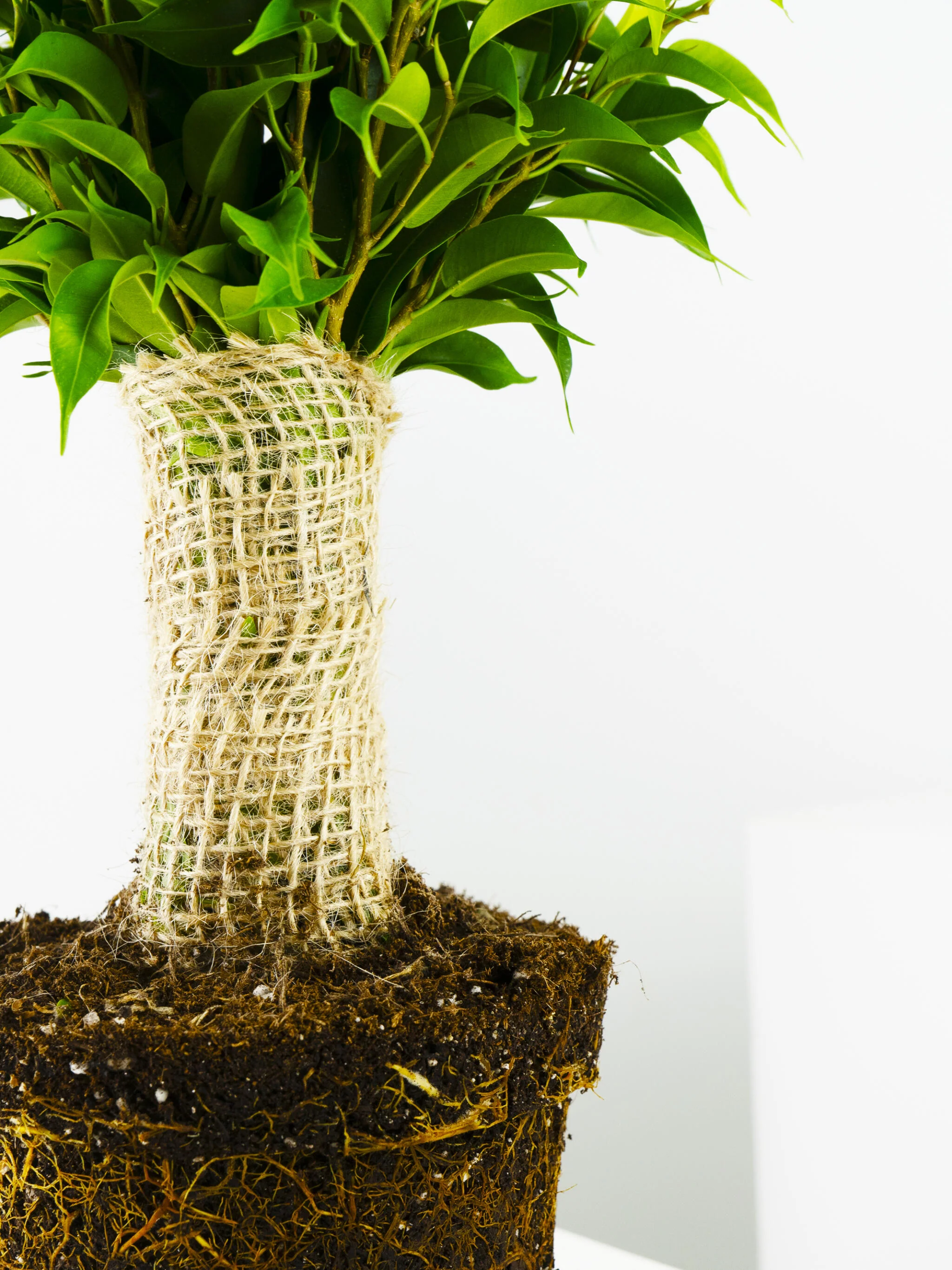 Ficus Benjamina | Altura 30cm - Diámetro 12cm - Image 4