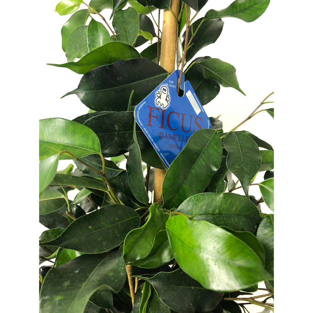 Ficus Daniel M20 120cm - Image 2