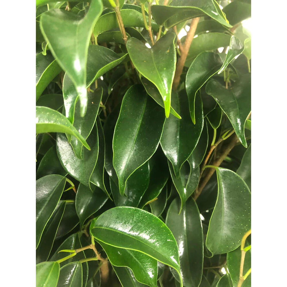 Ficus Daniel M20 120cm - Image 3