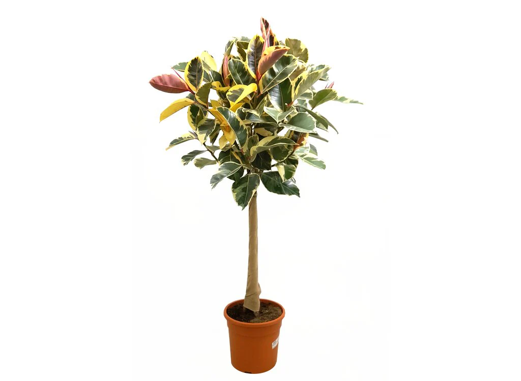 Ficus Elastica Tineke M27 100cm