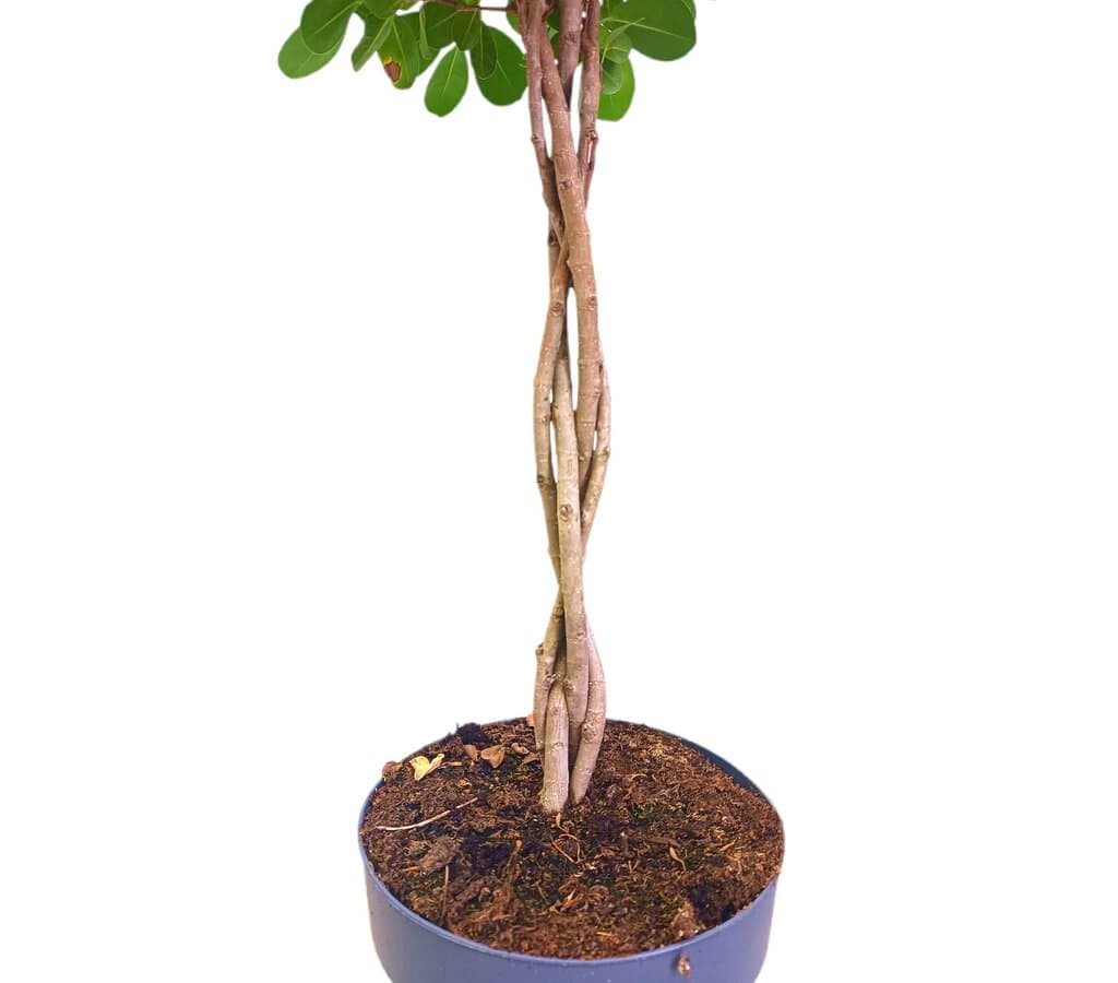 Ficus Moclame Trenzado M27 110cm - Image 2