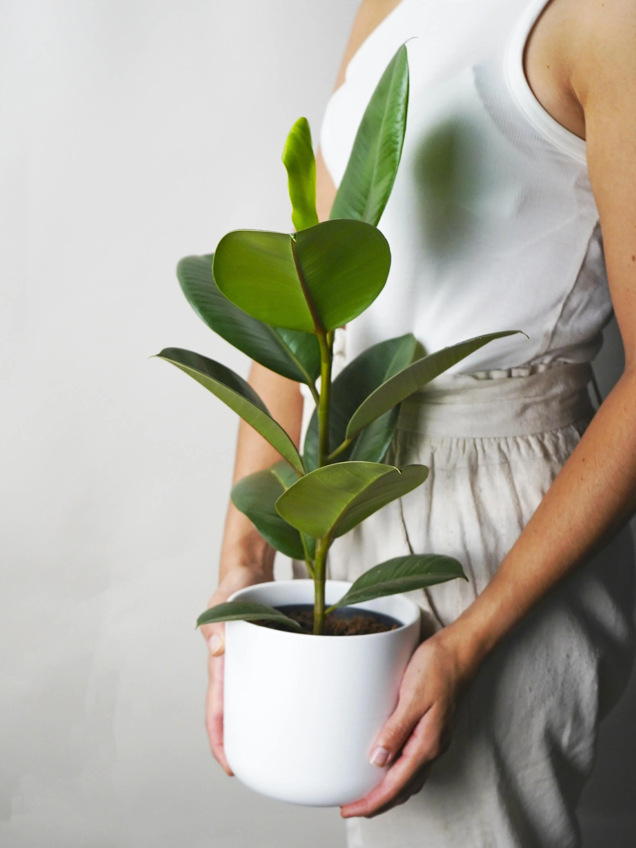 Ficus Robusta | Altura 35cm - Diámetro 12cm - Image 2