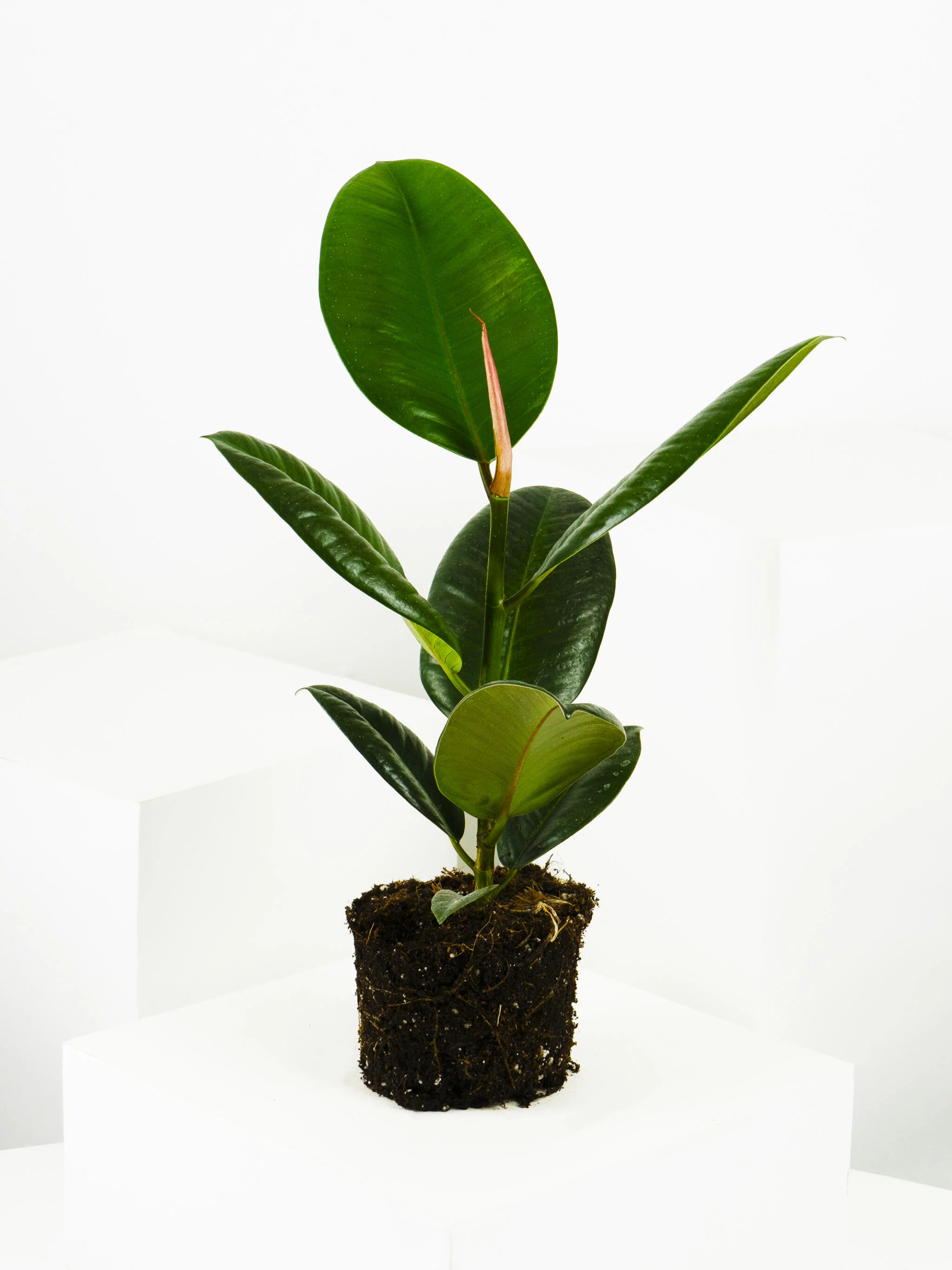 Ficus Robusta | Altura 35cm - Diámetro 12cm - Image 4