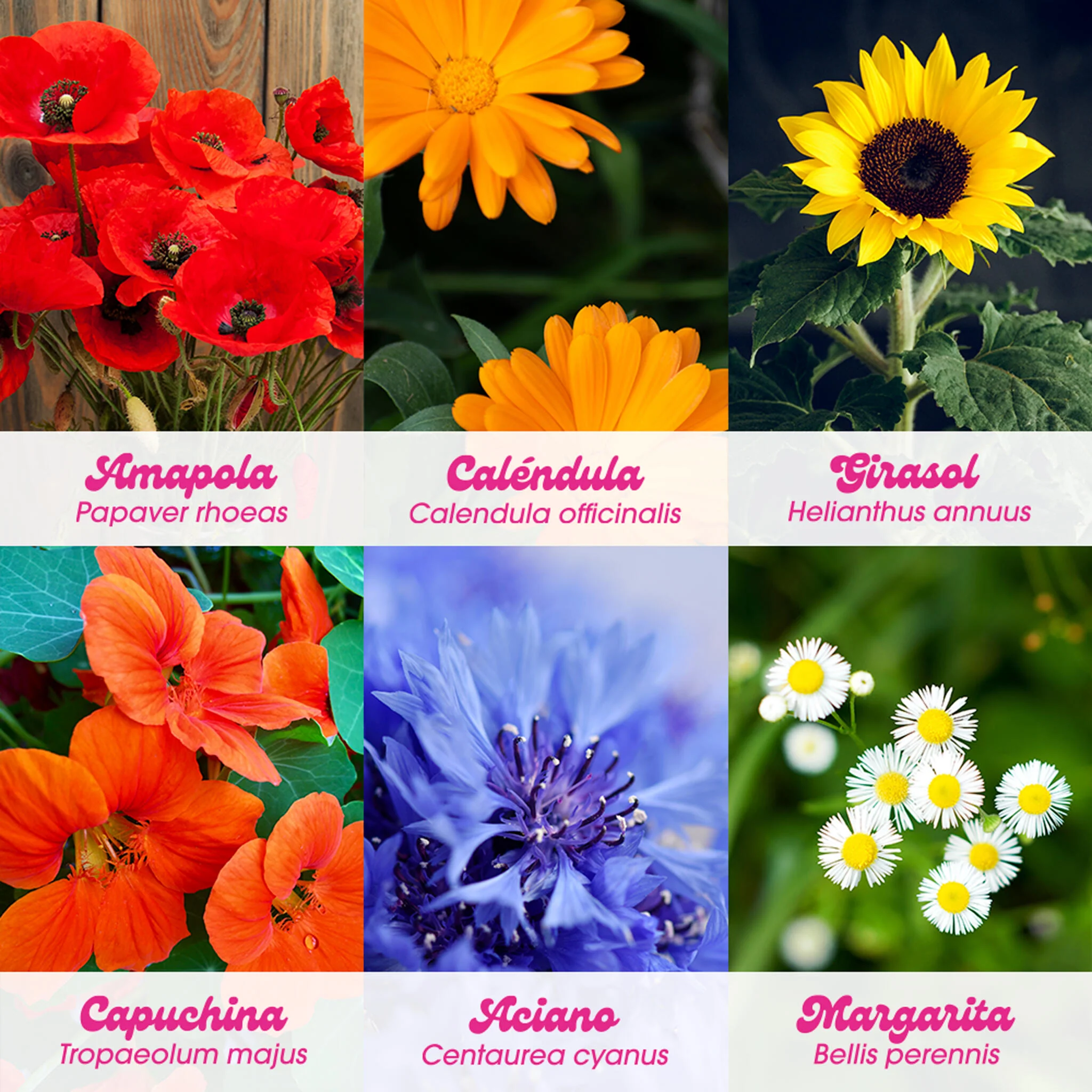Flower Power | Kit Cultivo Flores (amapola, Caléndula, Girasol, Capuchina, Aciano Y Margarita) | Regalo Creativo - Image 5