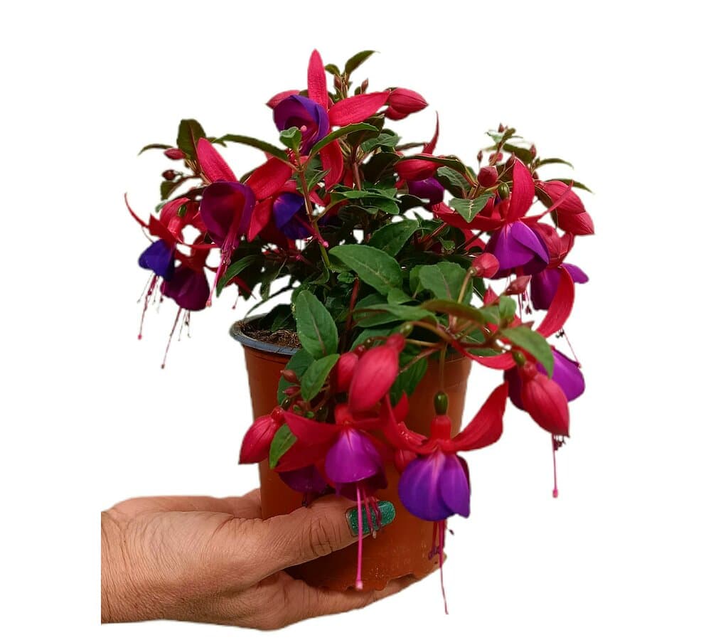 Fuchsia M13