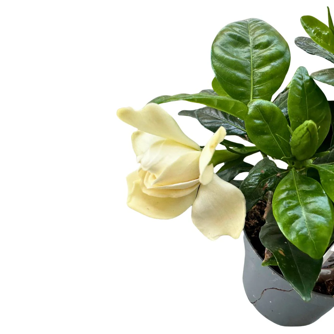 Gardenia Jarminoides, La Planta Con Perfume De Jazmín Más Impresionante M14 - Image 2