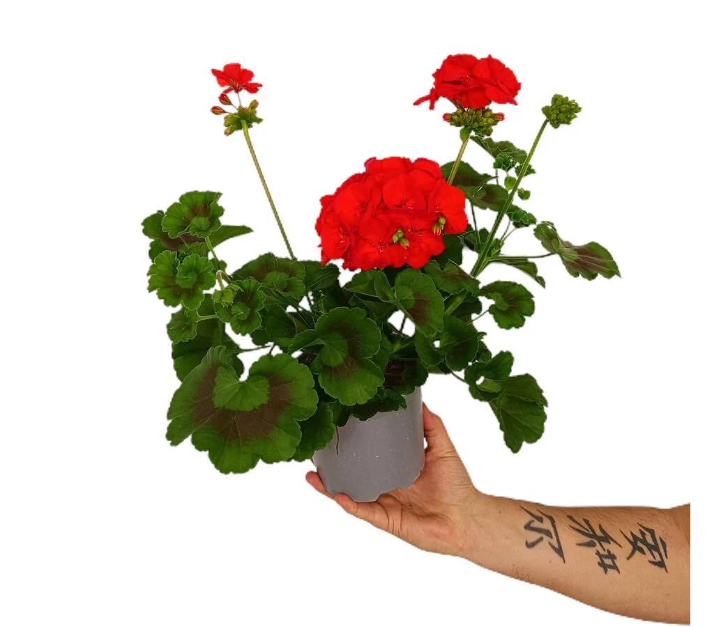 Geranium Zonal M15 - Image 2