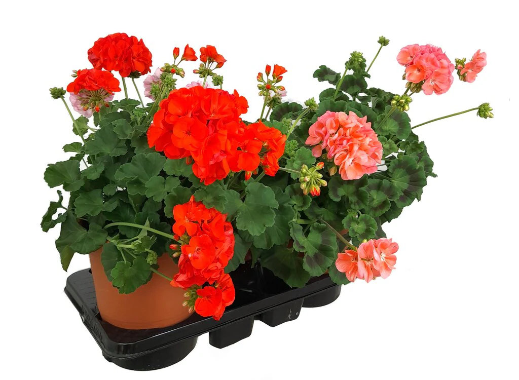 Geranium Zonal M20 30cm (pelargonium) - Image 2