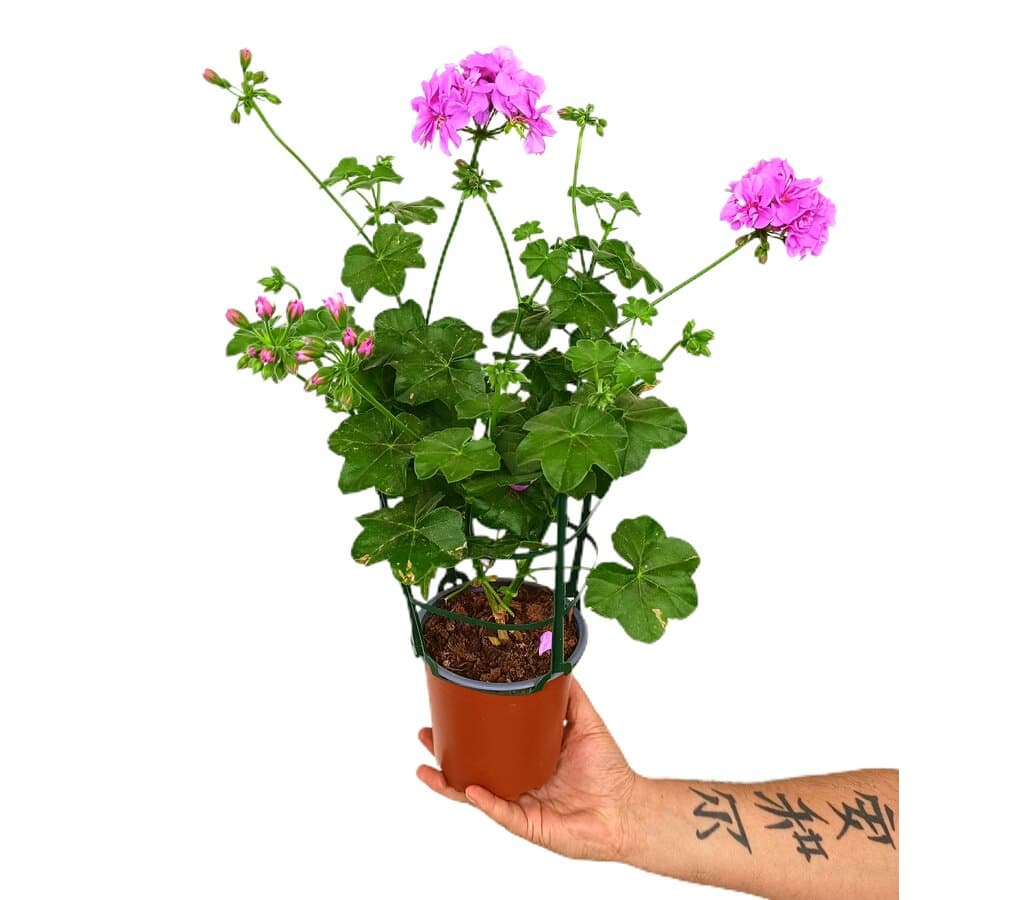 Gitanilla Murciana Rejilla M13 (pelargonium Peltatum) - Image 2