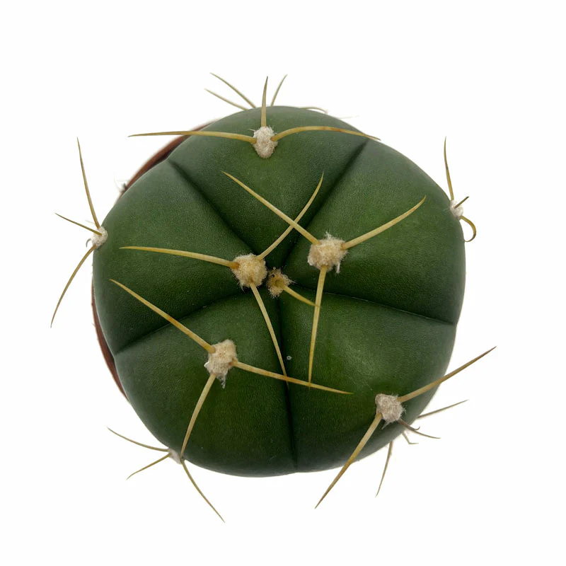Gymnocalycium Horstii Cactus Y Suculentas M8,5 cm Ø - Image 2