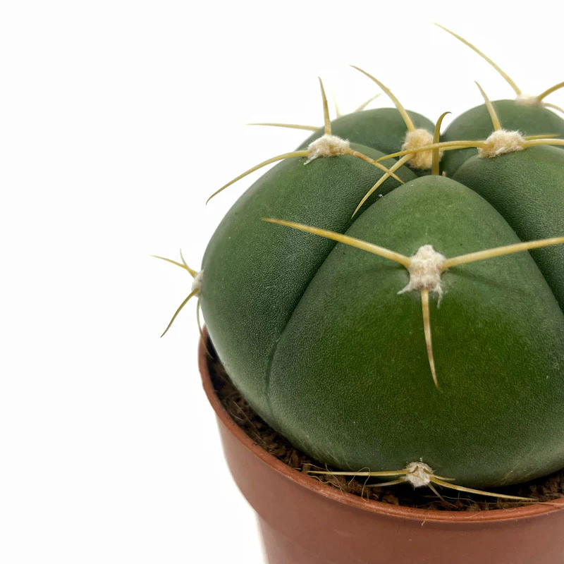 Gymnocalycium Horstii Cactus Y Suculentas M8,5 cm Ø - Image 3