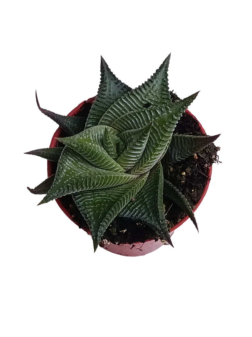 Miniatura 1