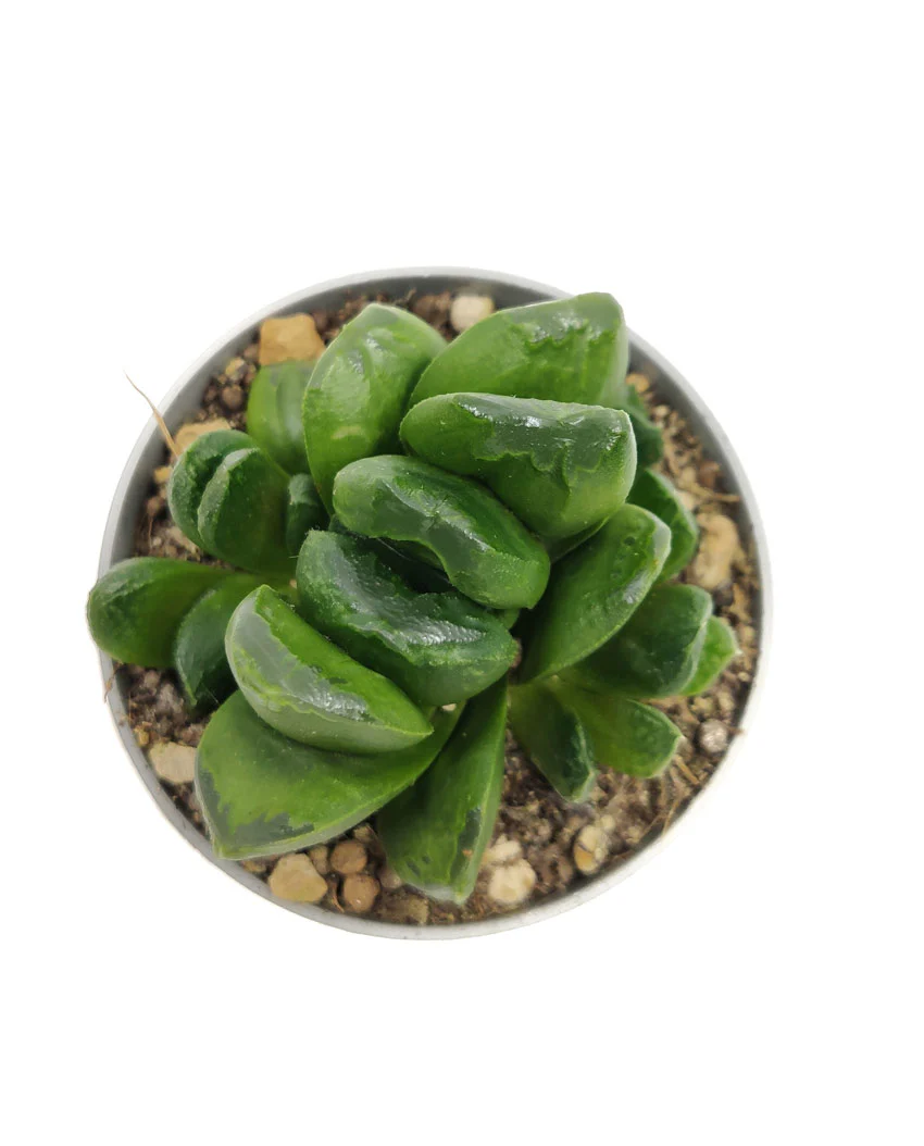 Haworthia Truncata Maughanii Cactus Y Suculentas M8,5 Cm Ø - Image 2