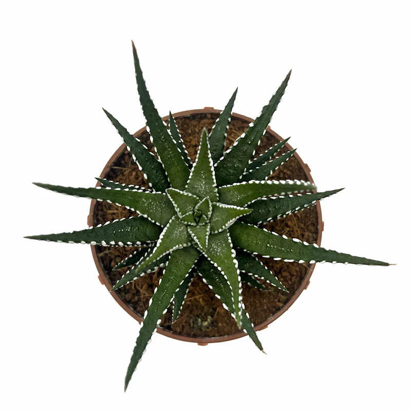 Haworthiopsis Attenuata Cactus Y Suculentas M8,5 cm Ø - Image 2