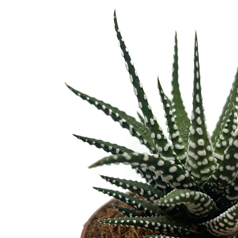 Haworthiopsis Attenuata Cactus Y Suculentas M8,5 cm Ø - Image 3