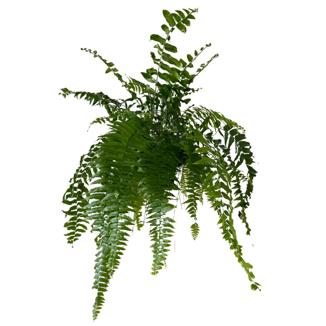 Helecho Macho Planta De Sombra O Interior Maceta 15cm