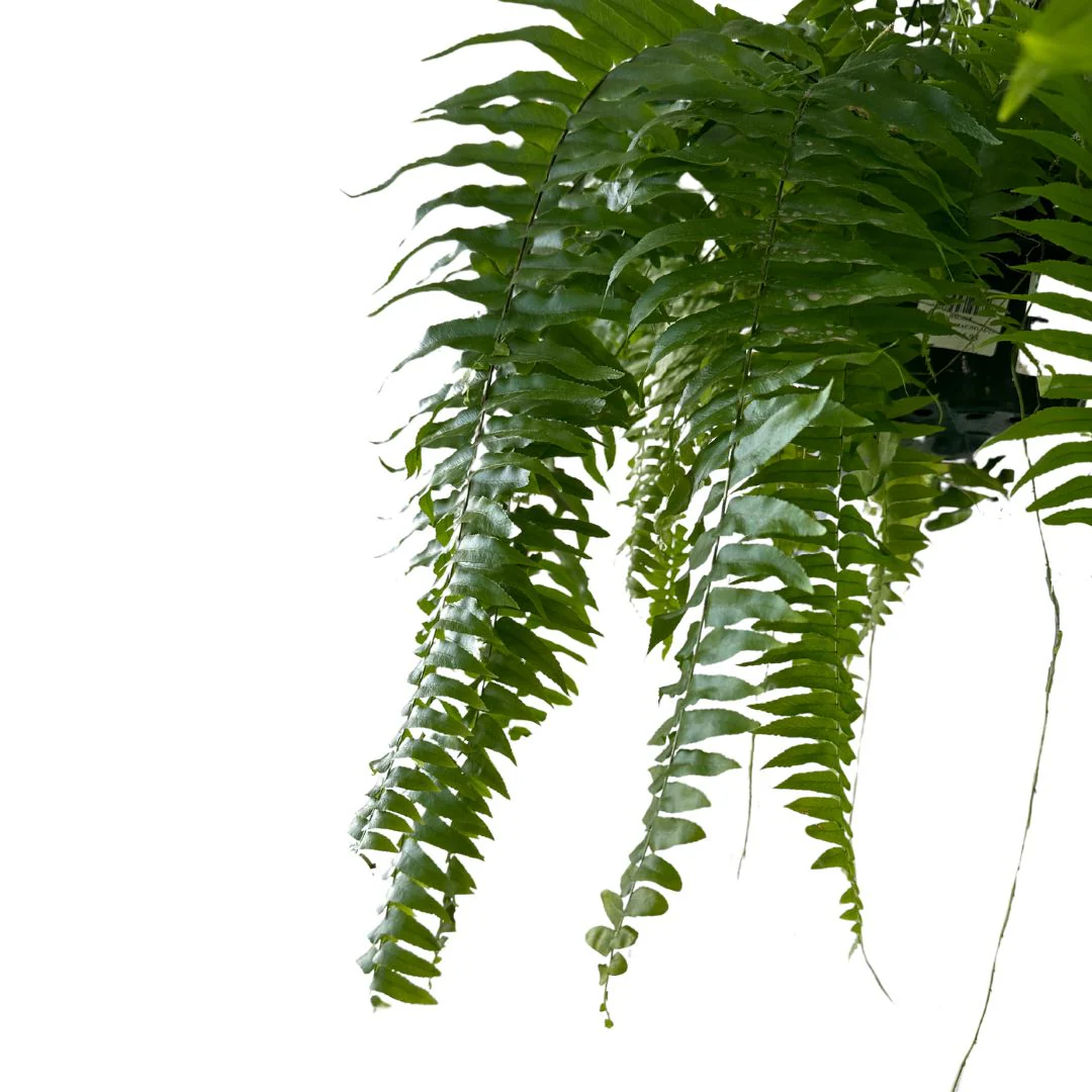 Helecho Macho Planta De Sombra O Interior Maceta 15cm - Image 2