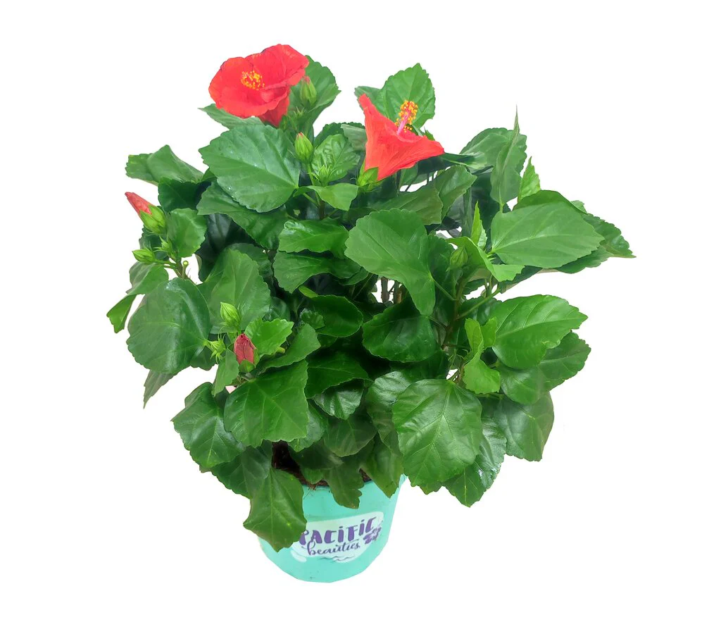 Hibiscus Pacific Beauties M23 - Image 2