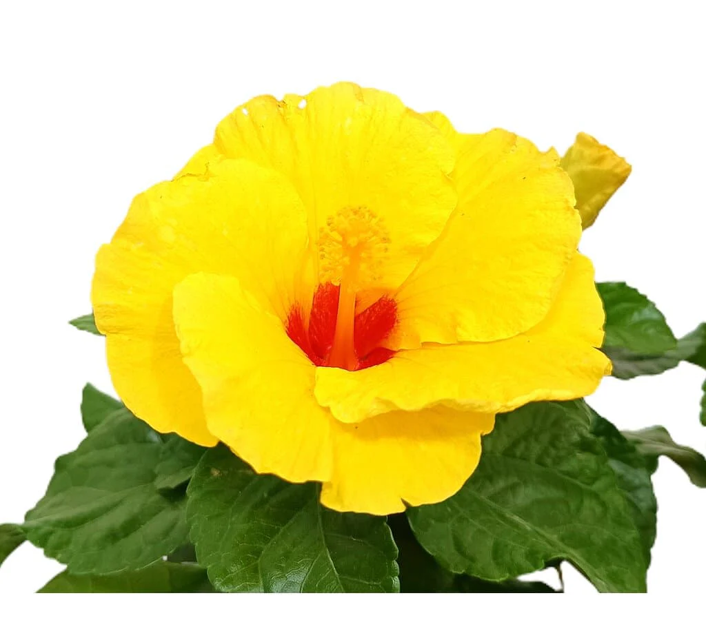Hibiscus Rosa Sinensis M17 25cm (rosa De China) - Image 2