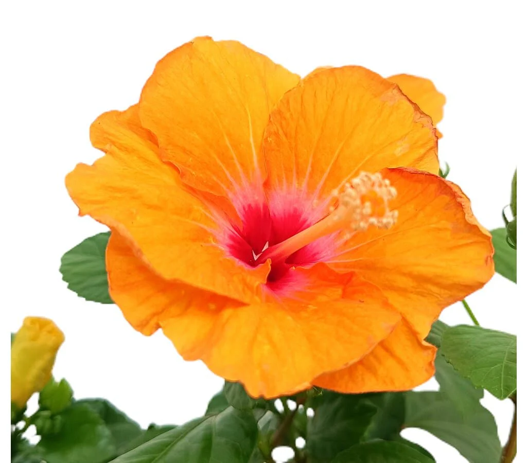 Hibiscus Rosa Sinensis M17 25cm (rosa De China) - Image 3