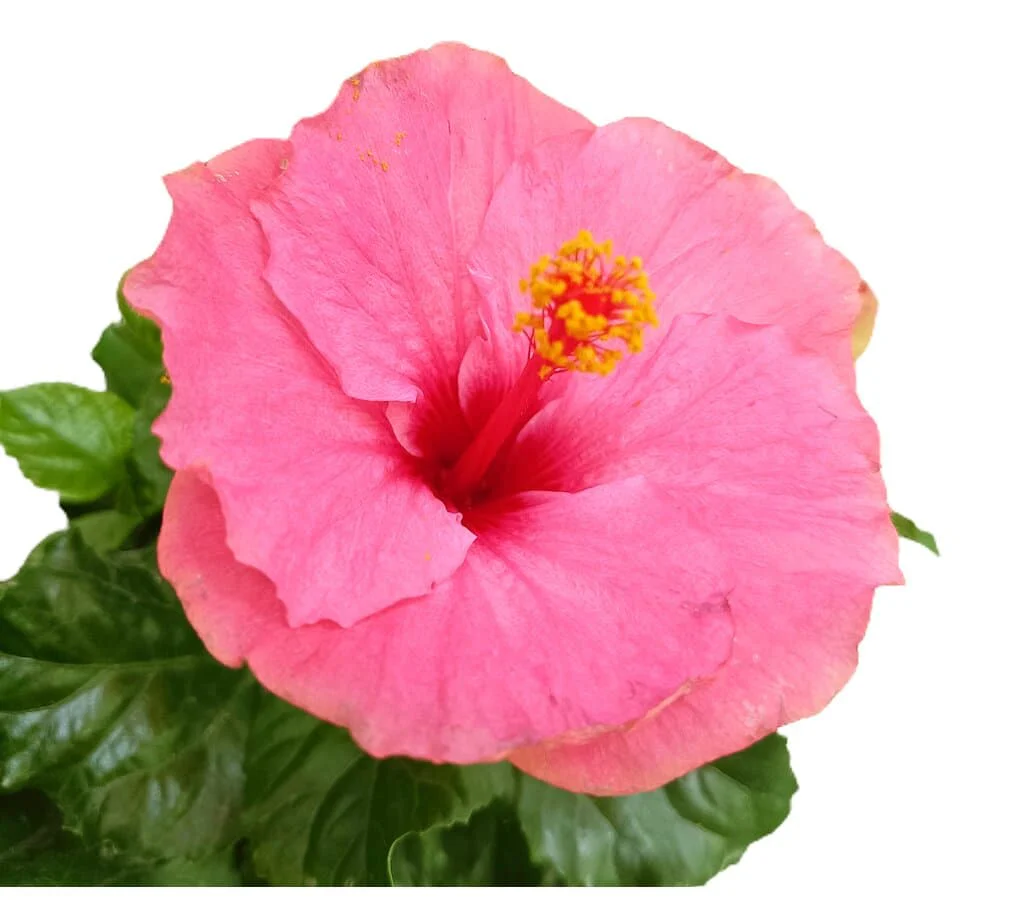 Hibiscus Rosa Sinensis M17 25cm (rosa De China) - Image 4