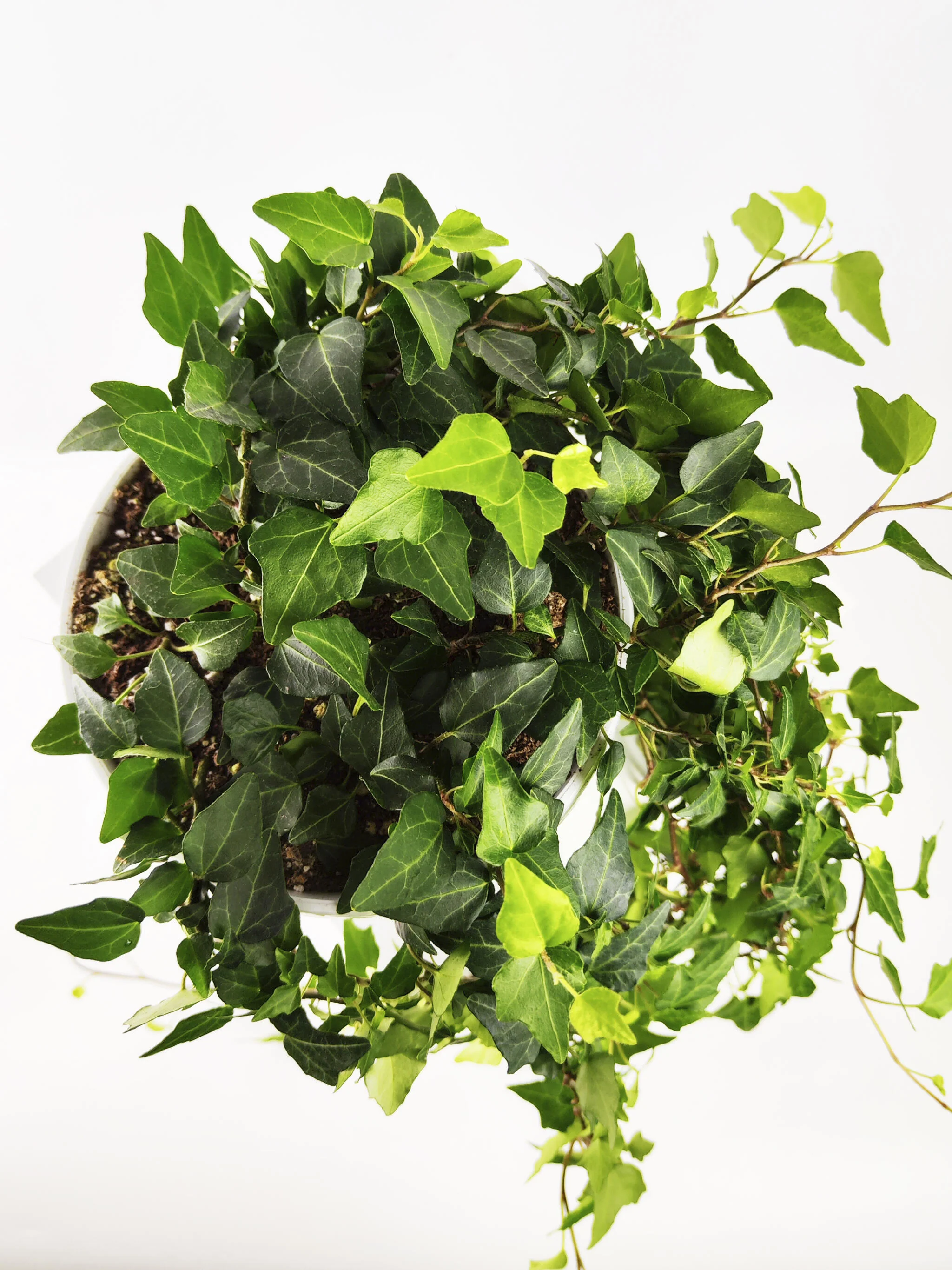 Hiedra O Hedera Colgante | Largo 110cm - Diámetro 24cm - Image 3