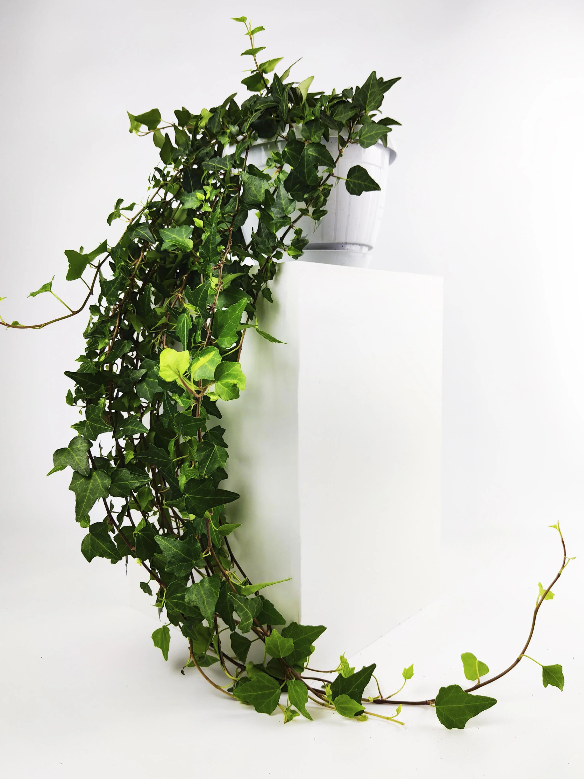 Hiedra O Hedera Colgante | Largo 110cm - Diámetro 24cm - Image 4