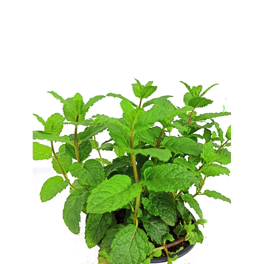 Hierba Buena M13 - Image 3