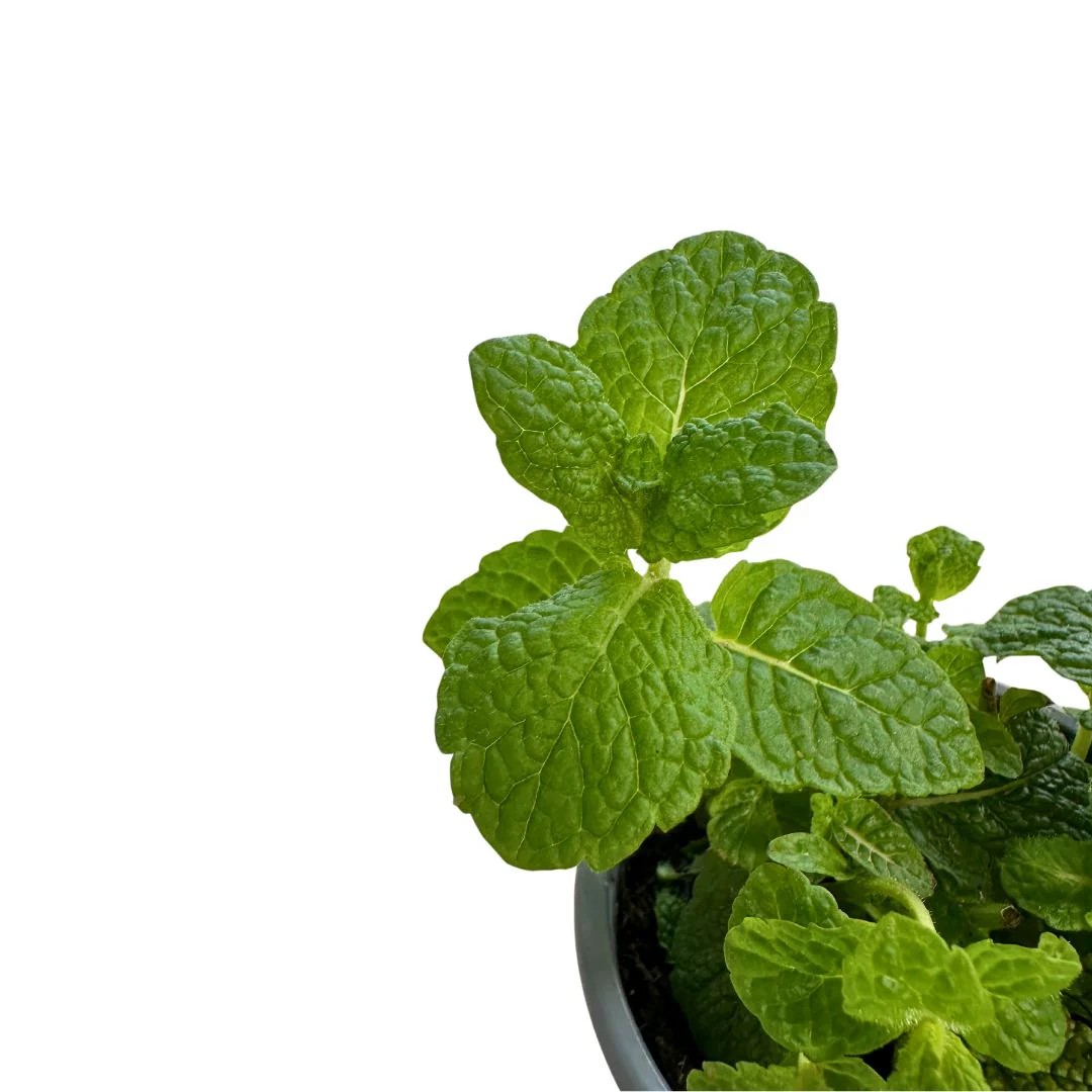 Hierbabuena Planta Aromática Y Medicinal (mentha Spicata) Maceta 11cm - Image 2