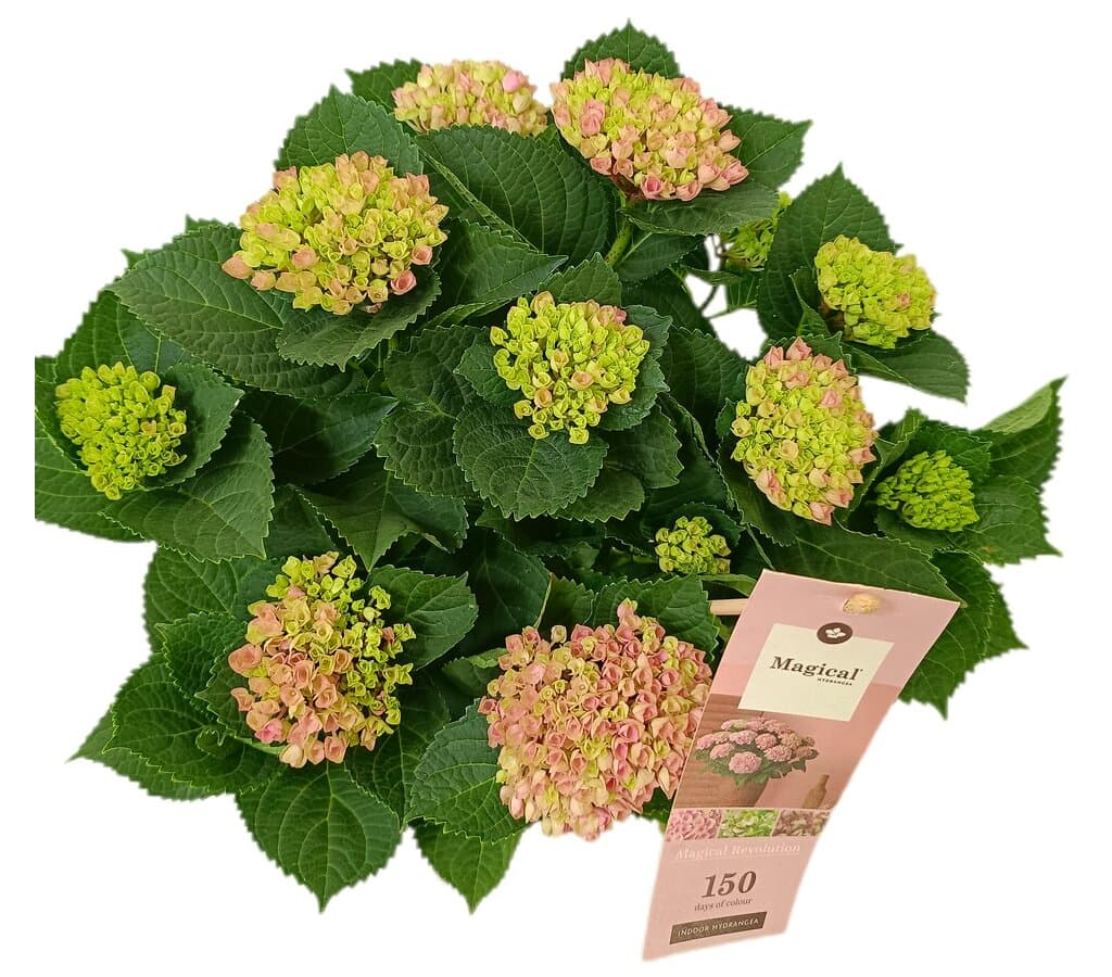 Hortensia Magical M16 - Image 2