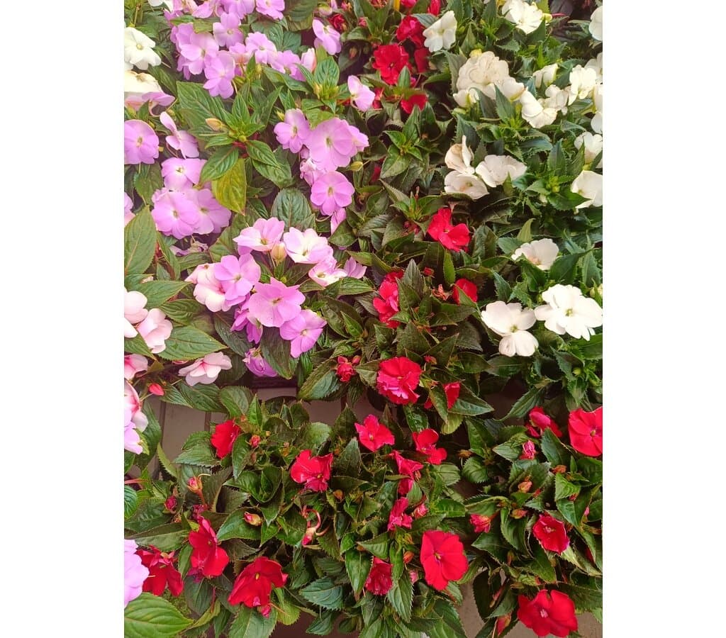 Impatiens M14 - Image 2