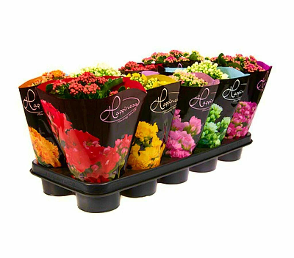 Kalanchoe Blossfeldiano Doble M12 - Image 2