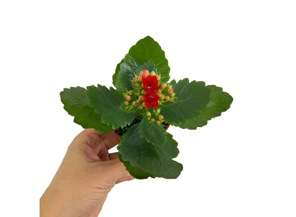Kalanchoe Blossfeldiano Doble M7 10cm - Image 2