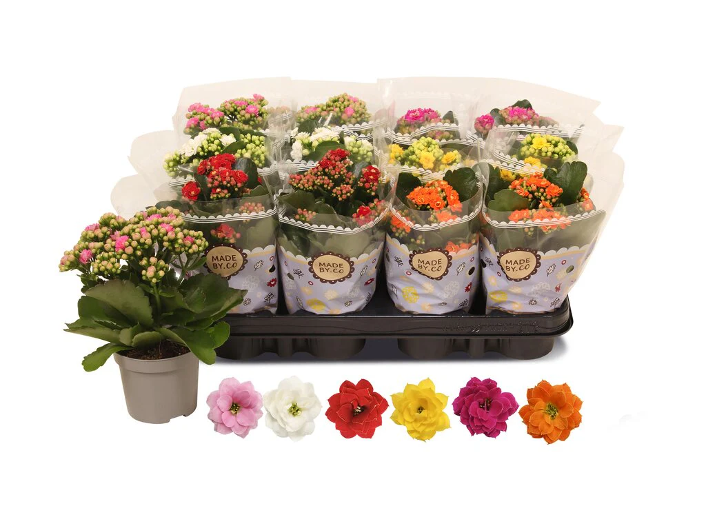 Kalanchoe Blossfeldiano Doble M9 - Image 2