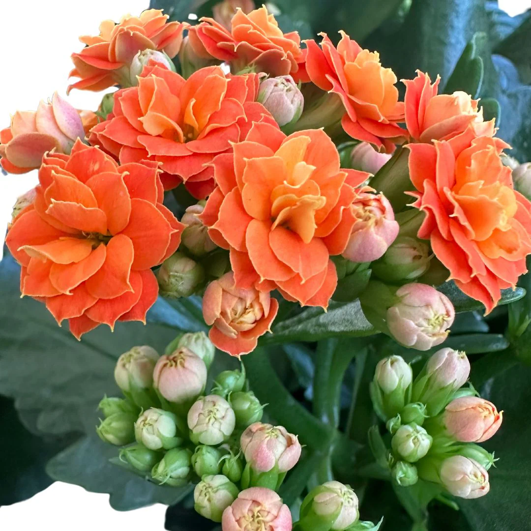 Kalanchoe Flor De La Fortuna (kalanchoe Blossfeldiana) Maceta De 15cm - Image 2