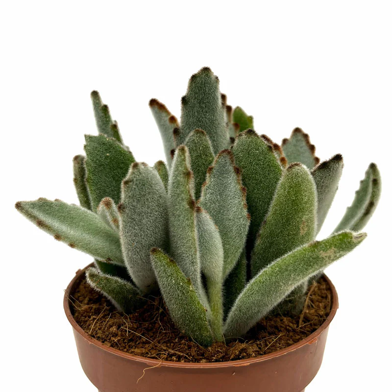 Kalanchoe Tomentosa Cactus Y Suculentas M8,5 cm Ø