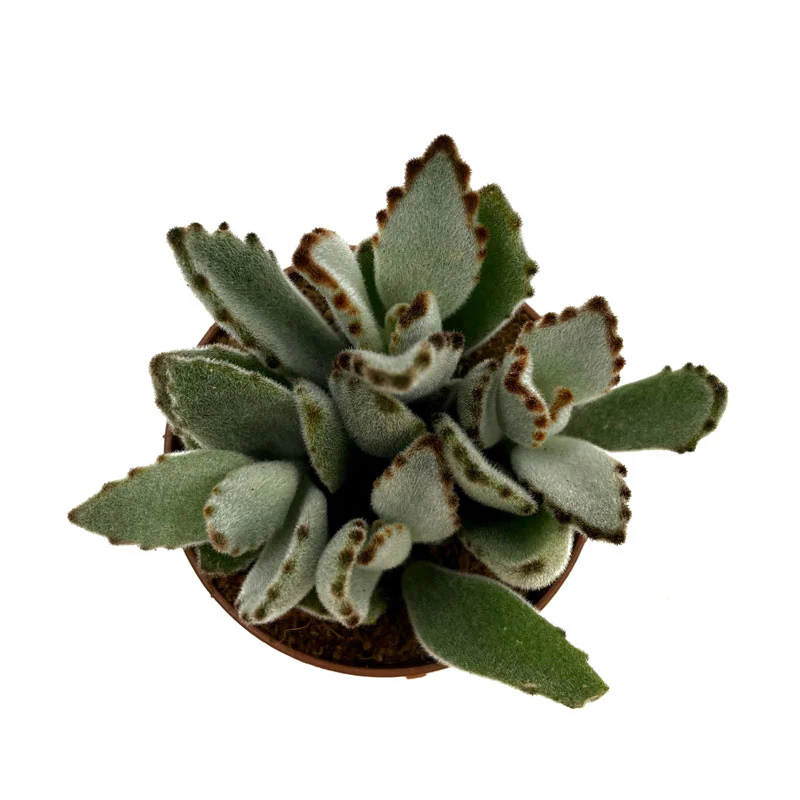 Kalanchoe Tomentosa Cactus Y Suculentas M8,5 cm Ø - Image 2