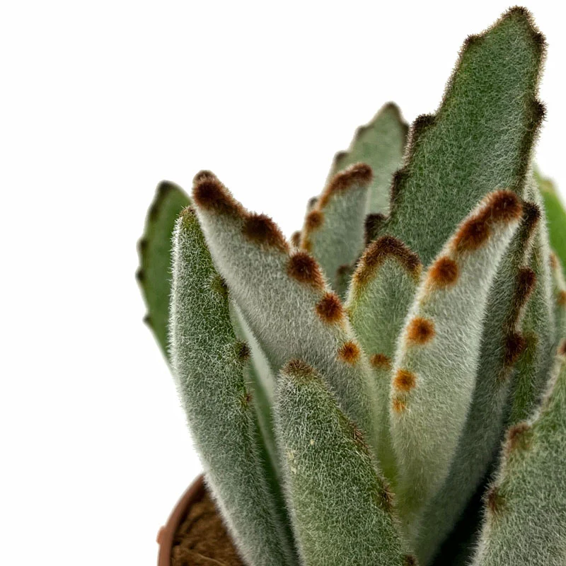 Kalanchoe Tomentosa Cactus Y Suculentas M8,5 cm Ø - Image 3