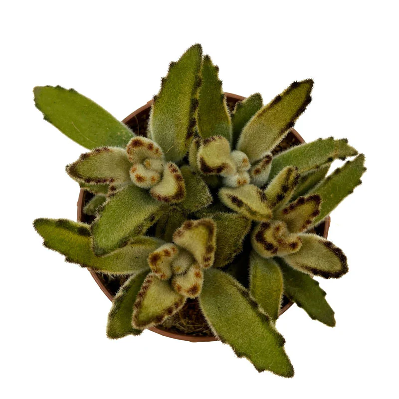 Kalanchoe Tomentosa 'chocolate-soldier' Cactus Y Suculentas M8,5 cm Ø - Image 2
