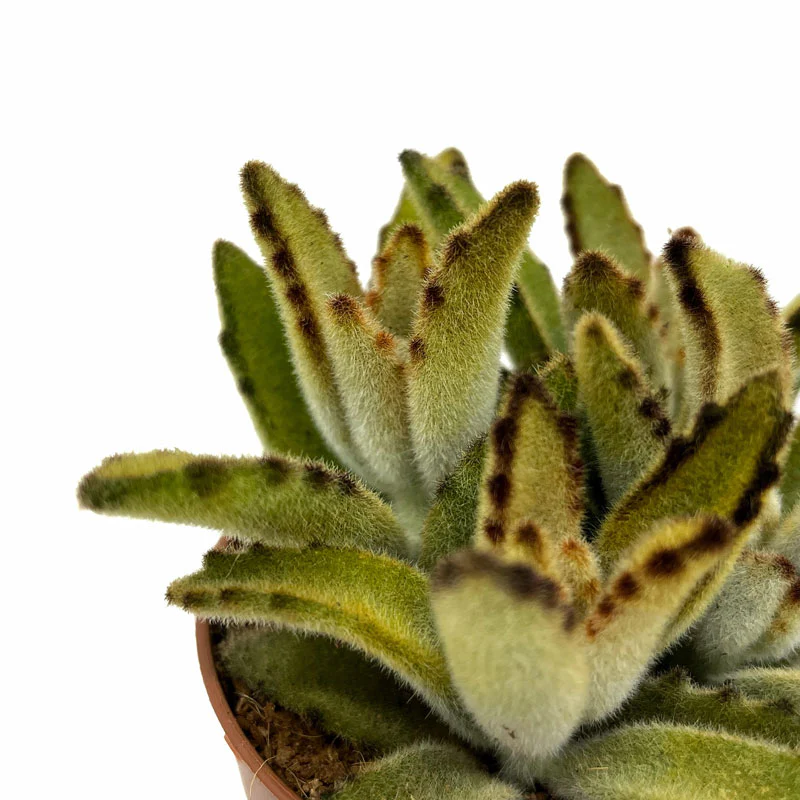 Kalanchoe Tomentosa 'chocolate-soldier' Cactus Y Suculentas M8,5 cm Ø - Image 3