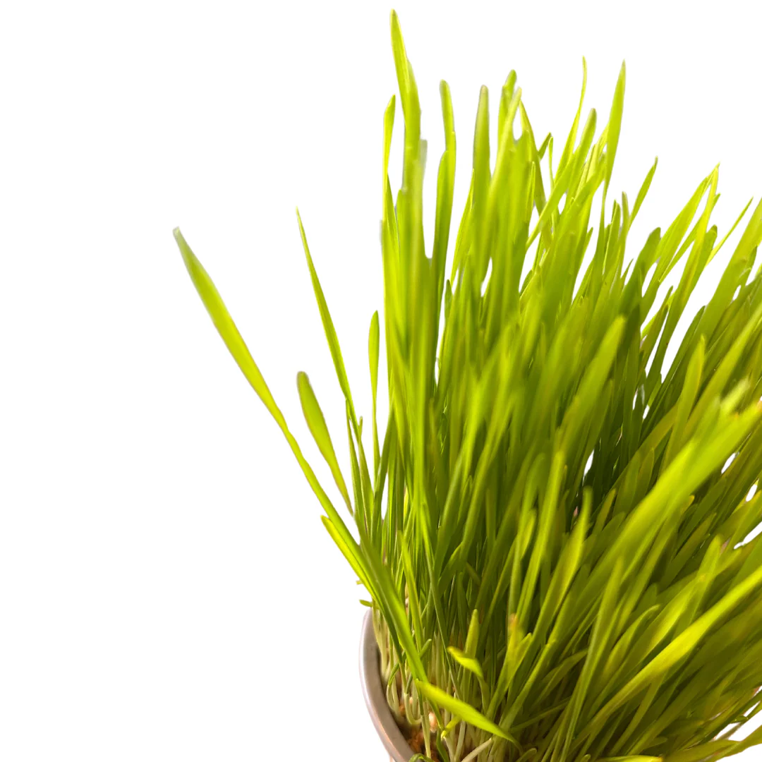 Kattegrass Hierba Para Gatos M12 - Image 2