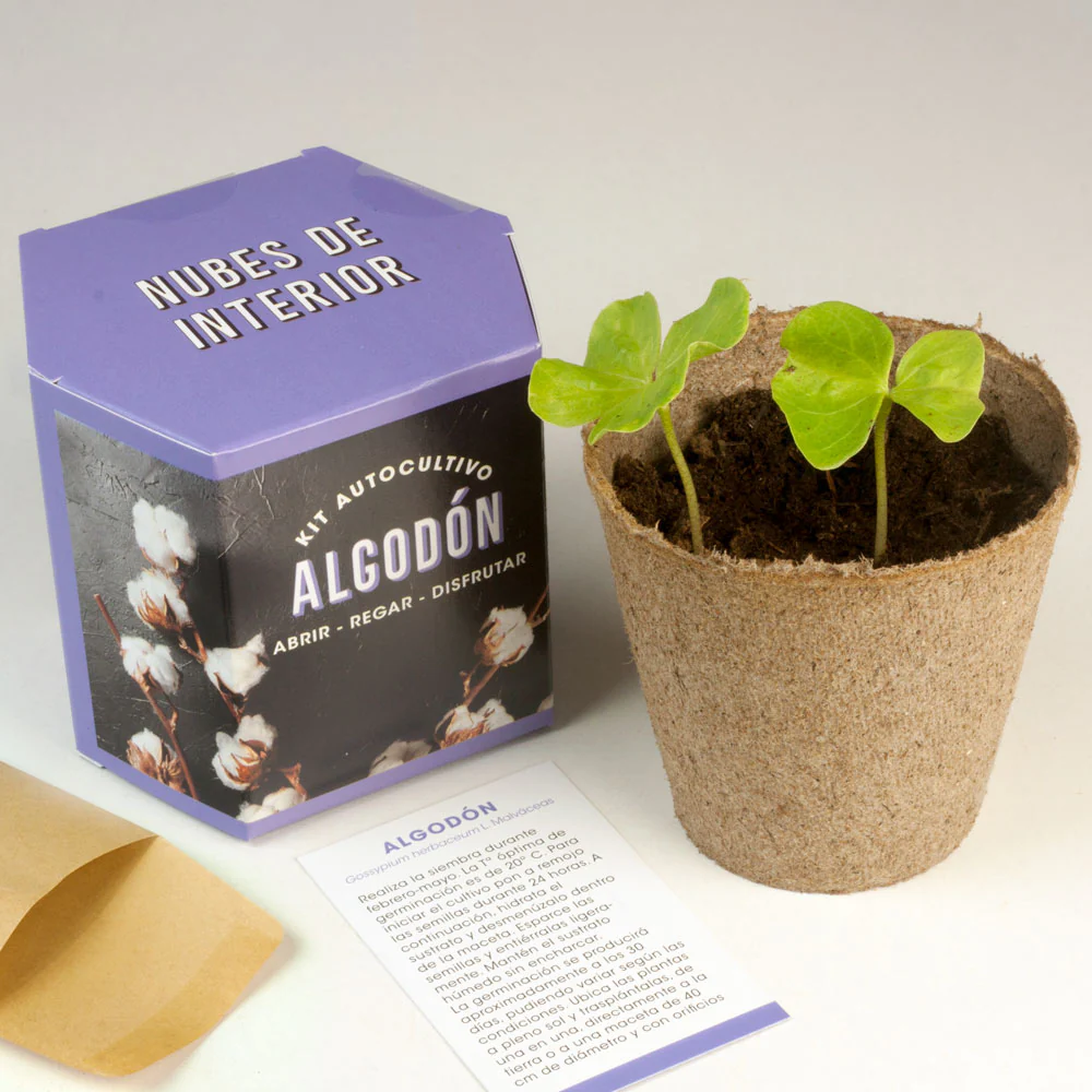 Kit Autocultivo Algodón | Cultiva Tu Propia Planta De Algodón En Casa | Regalo Original Y Decorativo - Image 3