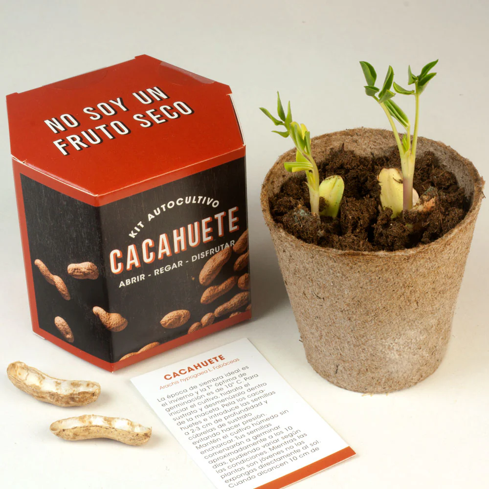 Kit Autocultivo Cacahuete | Cultiva Tus Propios Peanuts En Casa | Regalo Divertido Y Original - Image 3