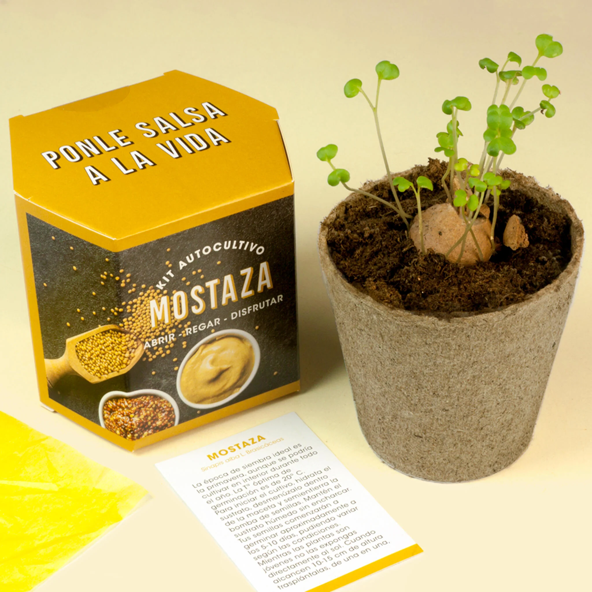Kit Autocultivo De Mostaza | Cultiva Tus Propias Semillas En Casa | Fácil Y Rápido - Image 4