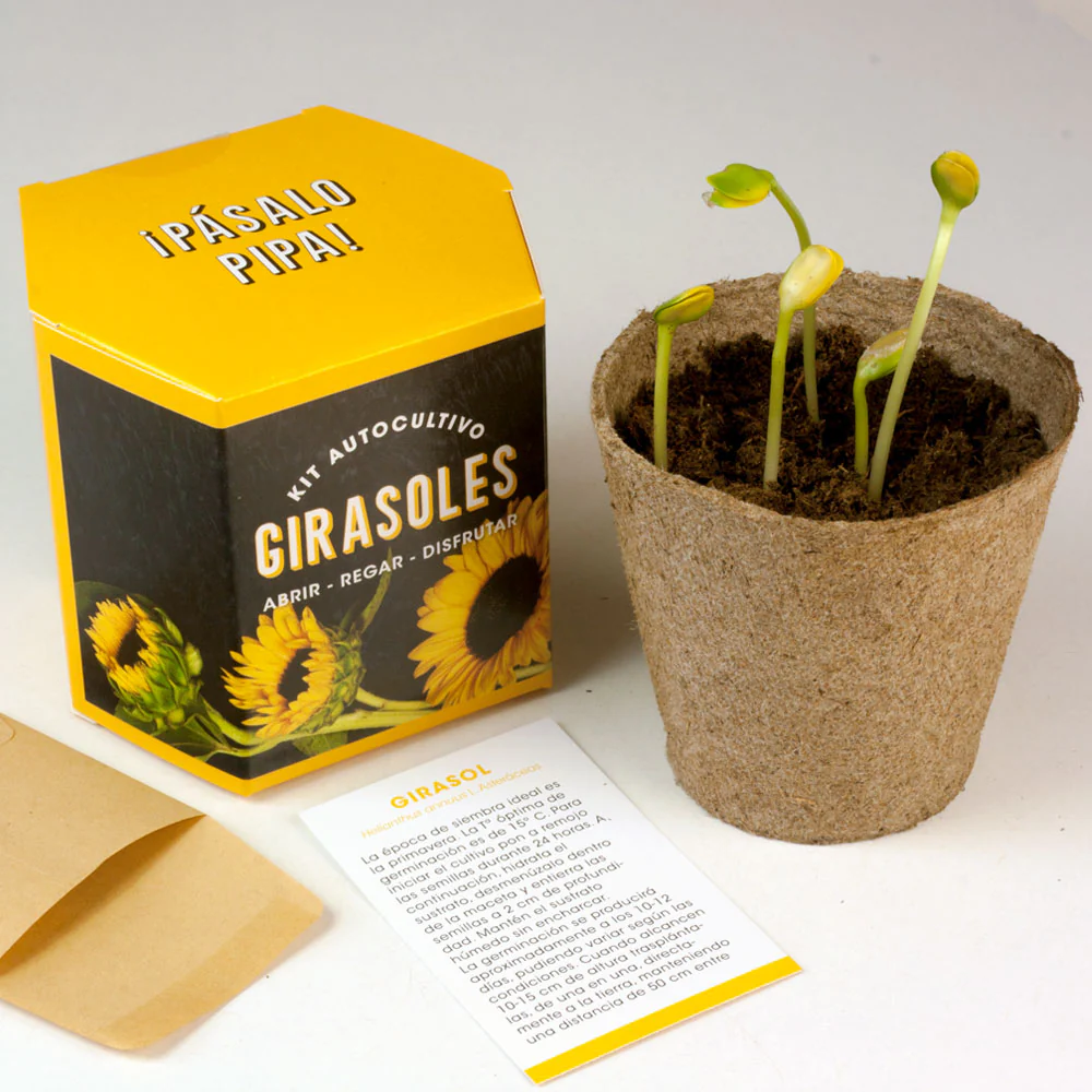 Kit Autocultivo Girasoles | Cultiva Flores Grandes Y Luminosas En Casa - Image 3